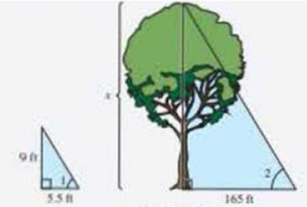 Chapter 9.2, Problem 49E, Find the height of the tree. m R 1 = m R 2 