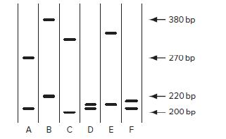 Chapter 10, Problem 14P, The trinucleotide repeat region of the Huntington disease locus HD in six individuals is amplified 