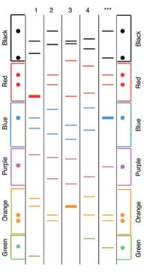 Chapter 10, Problem 19P, The figure below shows DNA fingerprint analysis of the genomic DNA from semen associated with a rape 