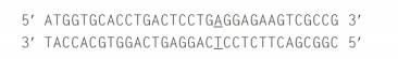 Chapter 10, Problem 21P, A partial sequence of the wild-type HbA allele is shown here the top strand is the RNA-like coding , example  1