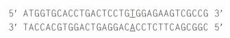 Chapter 10, Problem 21P, A partial sequence of the wild-type HbA allele is shown here the top strand is the RNA-like coding , example  2