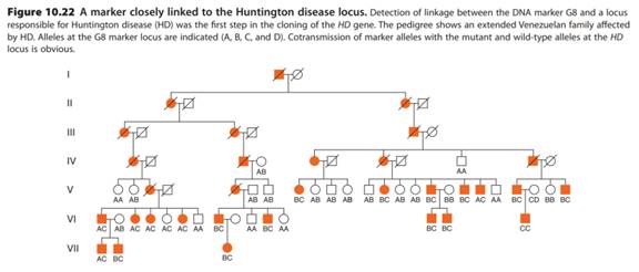 Chapter 10, Problem 28P, The pedigree shown in Fig. 10.22 on p.360 was critical to the identification of the Huntington 