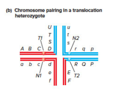Chapter 12, Problem 43P, Chromosomes normally associate during meiosis I as bivalents a pair of synapsed homologous 