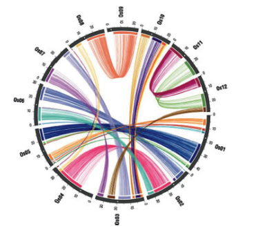 Chapter 12, Problem 50P, In examining the genome of the rice Oryza sativa shown in Fig. 12.36 on p. 444: a. What is the 