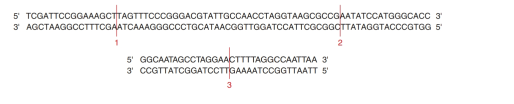 Chapter 12, Problem 9P, Two wild-type fragments of human genomic DNA from the long arms of two nonhomologous acrocentric 