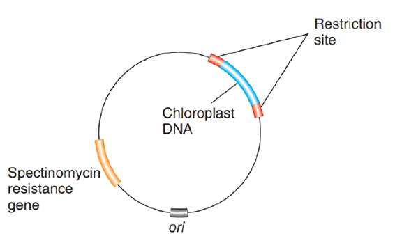 Chapter 14, Problem 8P, An example of a cloning vector used for biolistic Transformation of chloroplasts is shown in the 