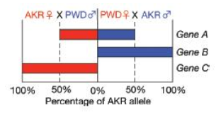 Chapter 16, Problem 20P, Reciprocal crosses were performed using two inbred strains of mice, AKR and PWD, that have different 