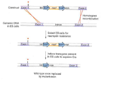 Chapter 17, Problem 12P, Recall that constructs used for floxing a gene contain two loxP sites flanking a gene for neomycin , example  2