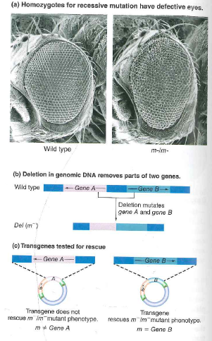 Chapter 17, Problem 5P, The fly eyes shown in Fig. 17.6 p. 580 are malformed because they lack a functional copy of a gene 