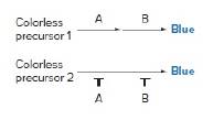 Chapter 3, Problem 37P, Suppose that blue flower color in a plant species is controlled by two genes, A and B. The dominant 