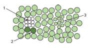 Chapter 5, Problem 51P, Two important methods for understanding the genetic basis for development are mitotic crossing-over 