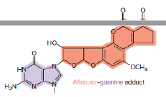 Chapter 7, Problem 16P, Aflatoxin B1 is a highly mutagenic and carcinogenic compound produced by certain fungi that infect 