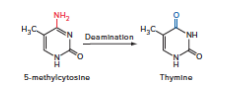 Chapter 7, Problem 20P, In human DNA, 70 of cytosine residues that are followed by guanine so-called CpG dinucleotides, 