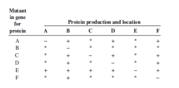 Chapter 7, Problem 40P, Antibodies were made that recognize six proteins that are part of a complex inside the , example  1