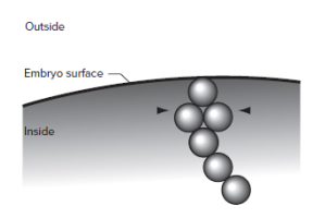 Chapter 7, Problem 40P, Antibodies were made that recognize six proteins that are part of a complex inside the , example  2