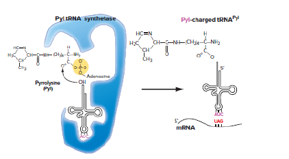 Chapter 8, Problem 20P, In certain bacterial species, pyrrolysine Pyl, sometimes called amino acid 22, is incorporated into 