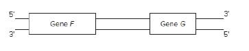 Chapter 8, Problem 23P, The coding sequence for gene F is read from left to right on the following figure. The coding 