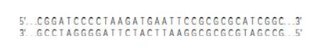 Chapter 9, Problem 11P, A recombinant DNA molecule is constructed using a plasmid vector called pMBG36 that is 4271 bp long. 