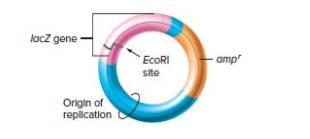 Chapter 9, Problem 13P, The lacZ gene from E. coli encodes the enzyme -galactosidase, which can catalyze the conversion of a 