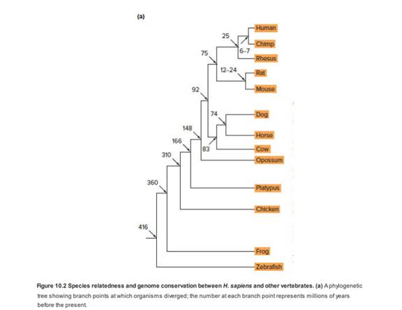 Chapter 9, Problem 21P, Figure 9.11a on p. 318 has numbers indicating the approximate number of millions of years ago that 