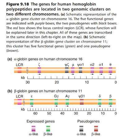 Chapter 9, Problem 36P, Chimpanzees have a set of hemoglobin genes very similar to the set in humans shown in Fig. 9.18 on , example  1