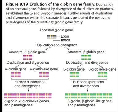 Chapter 9, Problem 36P, Chimpanzees have a set of hemoglobin genes very similar to the set in humans shown in Fig. 9.18 on , example  2