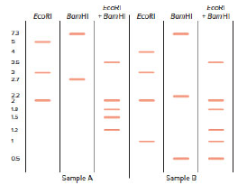 Chapter 9, Problem 6P, The linear bacteriophage  genomic DNA has at each end a single-strand extension of 20 bases. These 