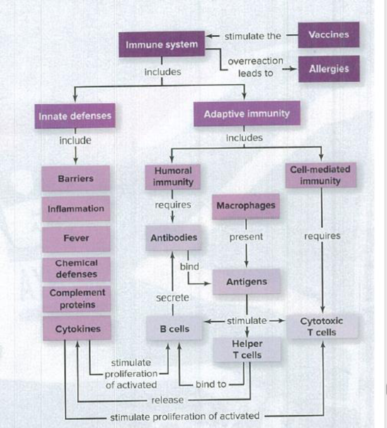 Chapter 34, Problem 4PIT, How do lymph and lymph nodes fit into this concept map? 