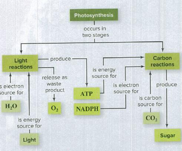Chapter 5, Problem 2PIT, 2. How would you incorporate the Calvin cycle, rubisco, C3 plants, C4 plants, and CAM plants into 
