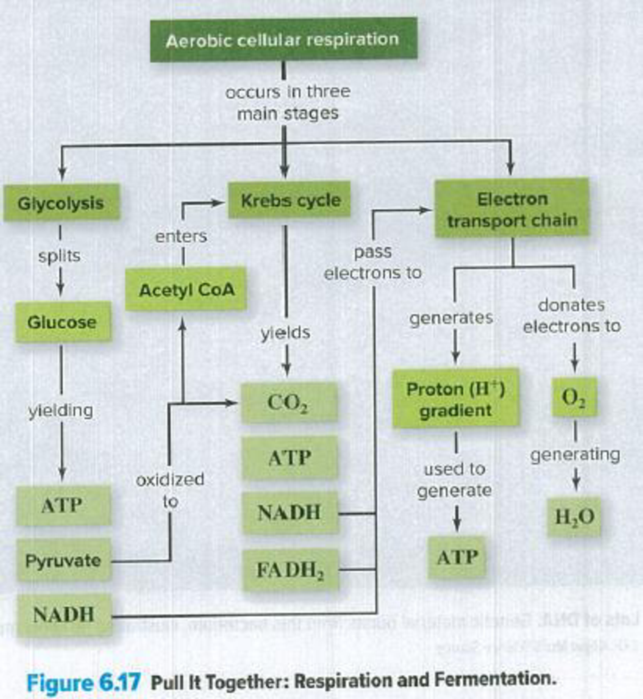 Chapter 6, Problem 4PIT, Where would fermentation, anaerobic respiration, and ATP synthase fit into this concept map? 
