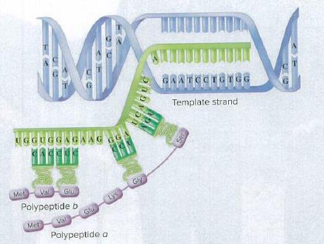 Chapter 7, Problem 13WIO, Refer to the figure to answer these questions: a. Add labels for mRNA (including the 5' and 3' ends) 