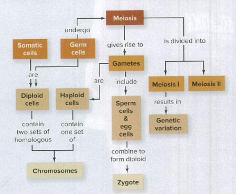 meiosis concept map