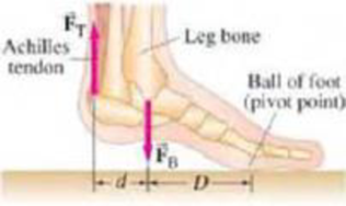 Chapter 12, Problem 19P, (II) The Achilles tendon is attached to the rear of the foot as shown in Fig. 1258. When a person 