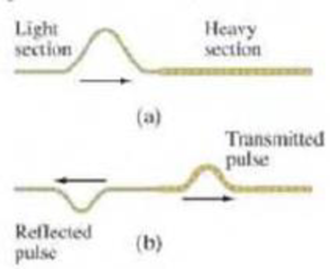 Chapter 15, Problem 12Q, If a sinusoidal wave on a two-section cord (Fig. 1519) is inverted upon reflection, does the 