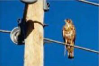 Chapter 25, Problem 8P, (II) A bird stands on a dc electric transmission line carrying 3100 A (Fig. 2534). The line has 2.5  