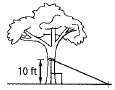 Chapter 10.1, Problem 31P, A landscaper attaches a guy wire 10 ft up the trunk of a newly planted sapling. He stakes the wire 
