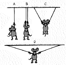 Chapter 2, Problem 24A, Percy does gymnastics, suspended by one rope in A and by two ropes in positions B, C, and D. Rank 