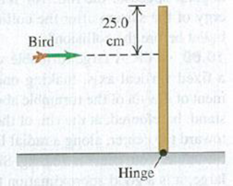Chapter 10, Problem 10.85P, A 500.0-g bird is flying horizontally at 2.25 m/s, not paying much attention, when it suddenly flies 