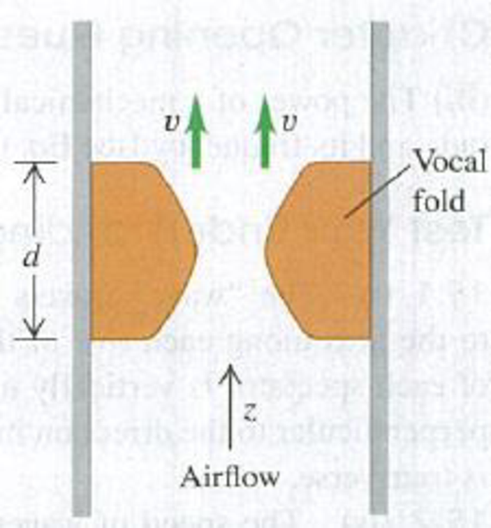 Chapter 15, Problem 15.78PP, BIO WAVES ON VOCAL FOLDS. In the larynx, sound is produced by the vibration of the vocal folds (also 