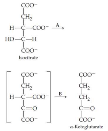 Chapter 21, Problem 21.24UKC, The reaction that follows is catalyzed by isocitrate dehydrogenase and occurs in two steps, the 