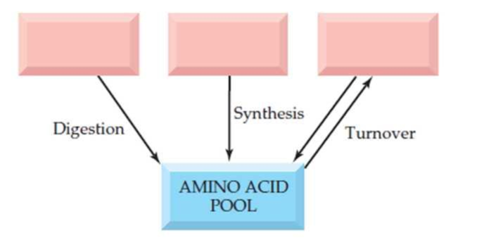 Chapter 25, Problem 25.11UKC, In the diagram shown here, fill in the sources for the amino acid pool. 