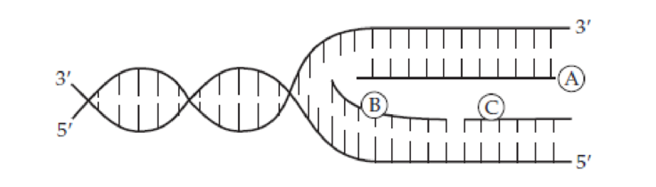 Chapter 26, Problem 26.24UKC, Copy the following simplified drawing of a DNA replication fork: (a) On the drawing, indicate the 