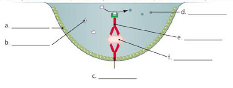 Chapter 17, Problem 1VI, Identify the chemicals represented by this artists conception of an antibody sandwich ELISA. 