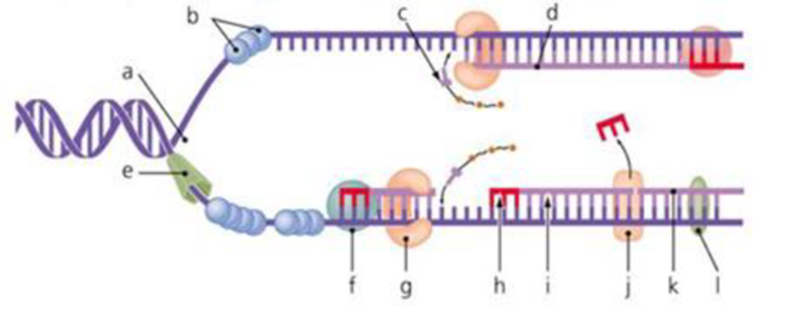 Chapter 7, Problem 1VI, On the figure below, label DNA polymerase I, DNA polymerase III, helicase, lagging strand, leading 