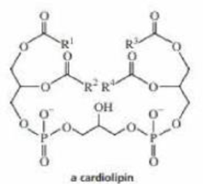 Chapter 25, Problem 35P, Cardiolipins are found in heart muscles. Draw the products formed when a Cardiolipin undergoes 