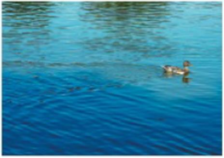 Chapter 10, Problem 102E, A swimming cluck produces a bow wave attached to the duck. (a) Is the duck swimming faster than 