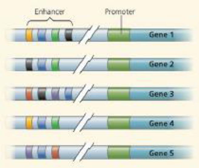 Chapter 18, Problem 11TYU, draw it The diagram below shows five genes, including their enhancers, from the genome of a certain 