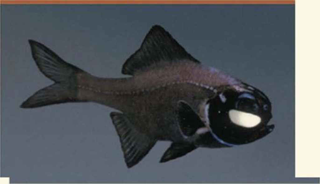 Chapter 18, Problem 15TYU, SYNTHESIZE YOUR KNOWLEDGE The flashlight fish has an organ under its eye that emits light, which 
