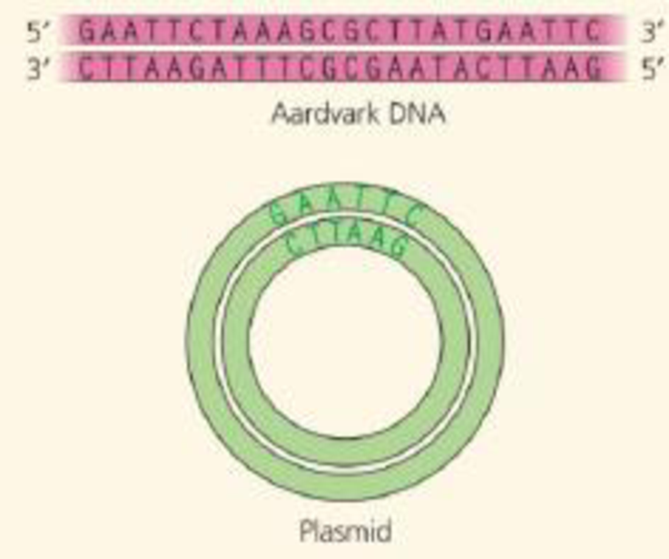 Chapter 20, Problem 10TYU, DRAW IT You are cloning an aardvark gene, using a bacterial plasmid as a vector. The green diagram 