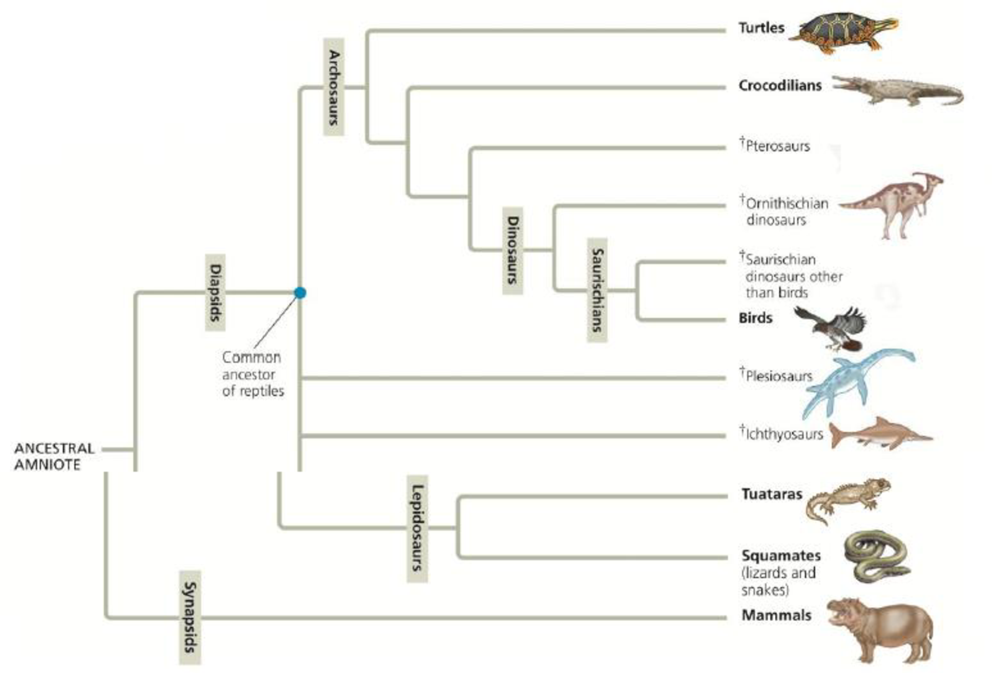 Chapter 34.5, Problem 4CC, VISUAL SKILLS  Based on the phylogeny shown in Figure 34.25, identify the sister group for (a) 